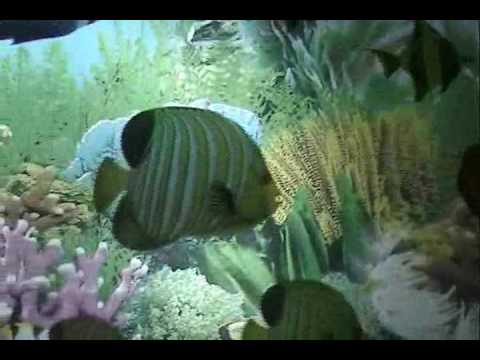 Tiggi Clay — TIGGY CLAY   (FLASHES)