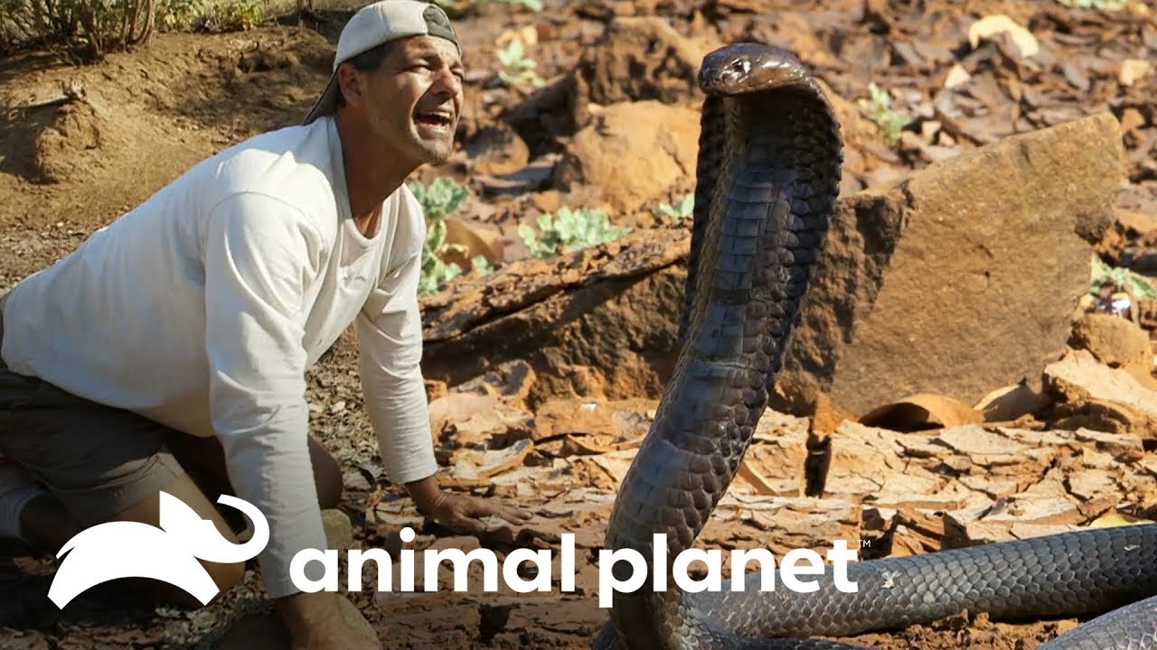 De frente com uma cobra egípcia! | Wild Frank Perdido Na África | Animal Planet Brasil