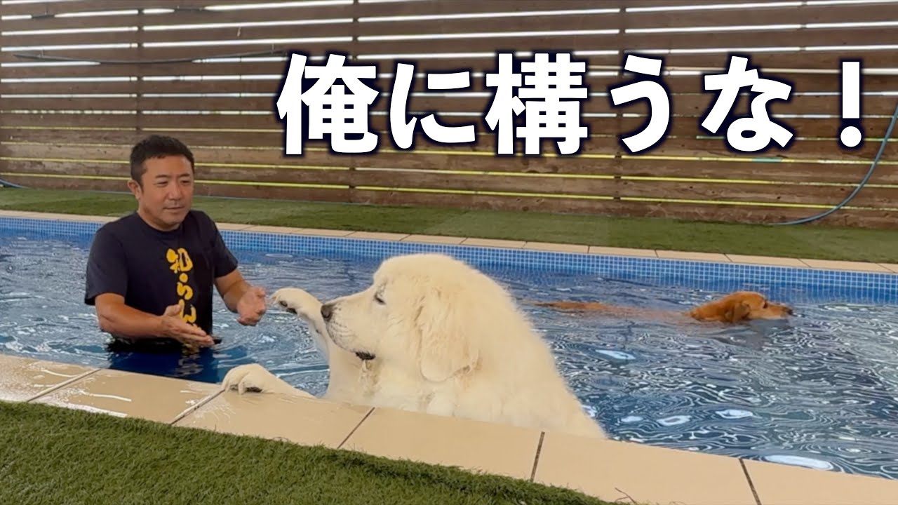 プールではなるべくそっとしておいて欲しいようです