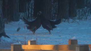 Wild Turkey Scuffle