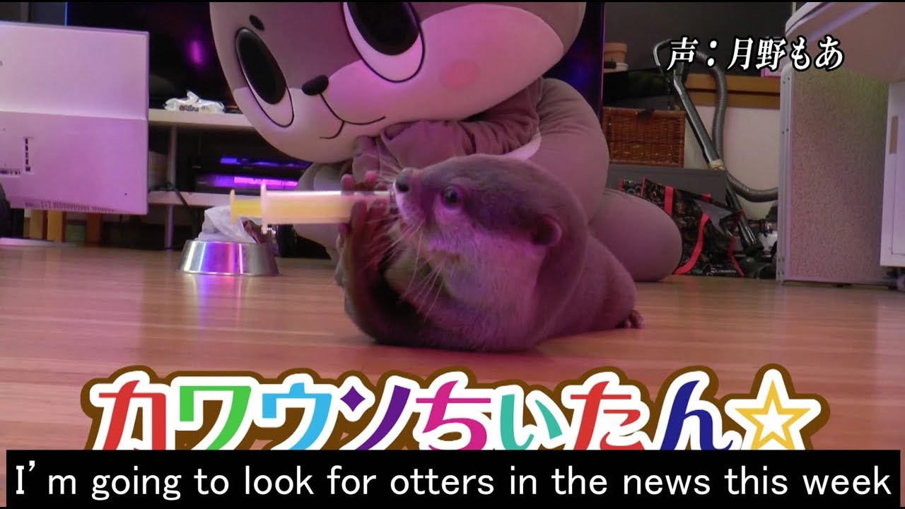 カワウソちぃたん が行くホントの日本 チバテレ 第1回 10回放送分 カワウソちぃたん が行くホントの日本 チバテレ 第1回 10回放送分