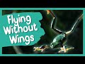 How To Fly Without Wings | BBC Earth Kids