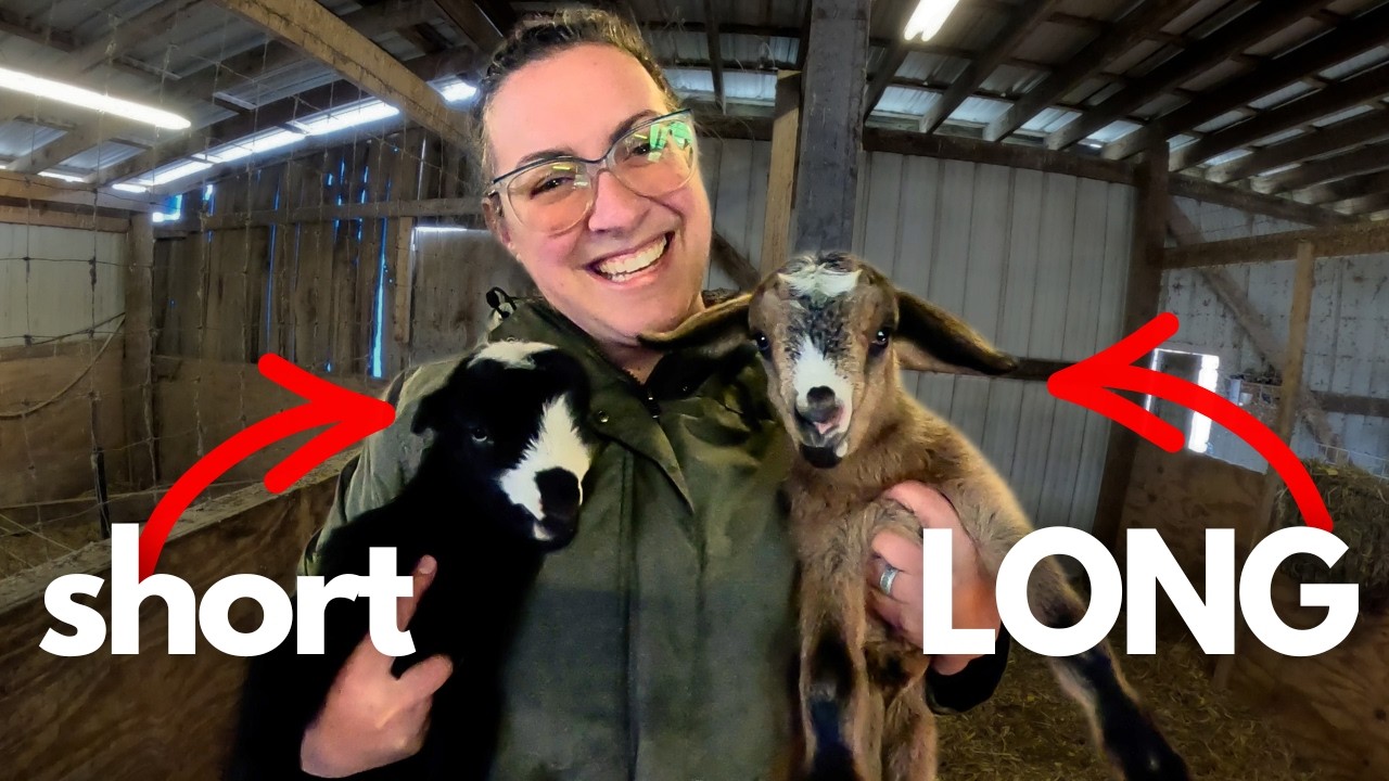 SAME Parents, DIFFERENT Babies! | Mini Lamancha Goat Birth VLOG (Melee's First Freshen)