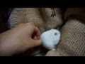 パパのカーディガン大好き Hamster loves father's cardigan