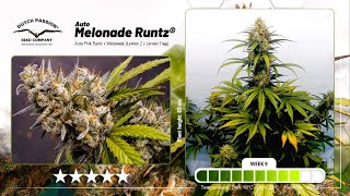 Auto Melonade Runtz - Timelapse Of Growing Cannabis