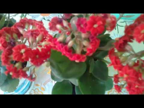 ჩემი ოთახის ყვავილები