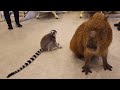 Adorable Capybara & Ring-Tailed Lemur at Shopping Mall in Japan Yokohama