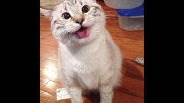 Funny videos 2016 - Funny fails, Funny animals, Funny dogs and cats, Pranks Try not to laugh 2016