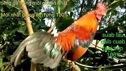 Suab lau qaib qua zoo cuab tuaj 100% + tiếng gà trống mồi chuẩn nhất 2019.2020 âm rừng 100%