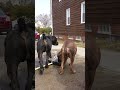 Two Strong Boerboels Meet for the First Time &mdash; Pay Attention #boerboels