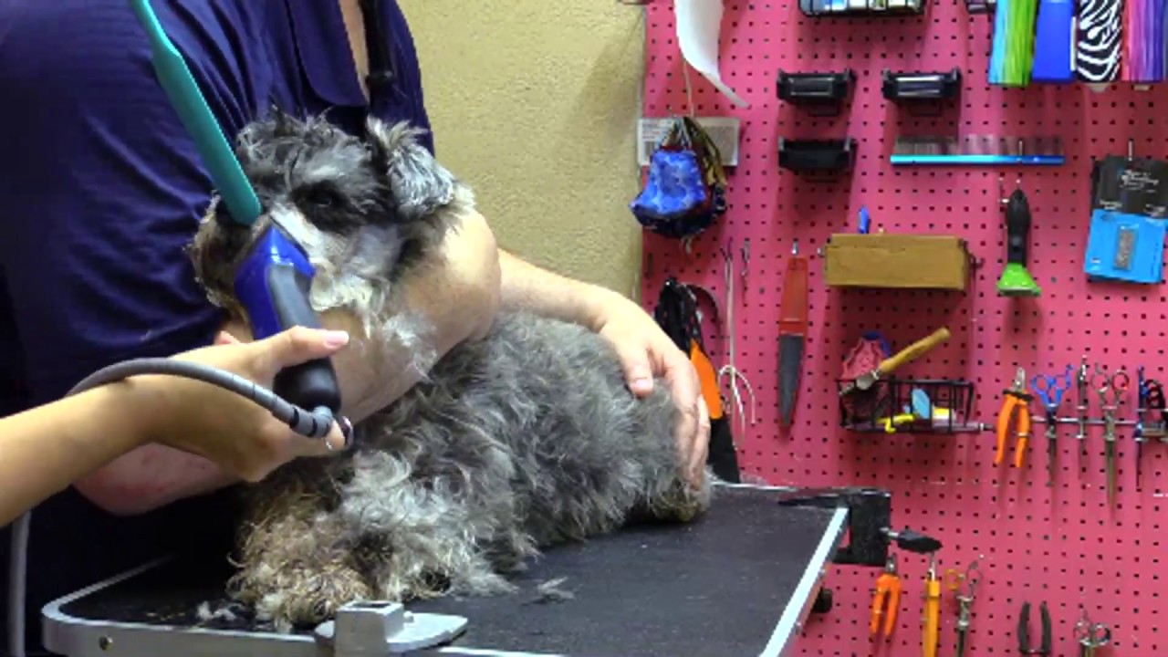 my favorite groomer clippers Dog Aggressive Live Grooming