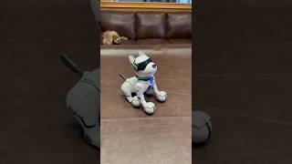 Cosmo the robot dog part 2