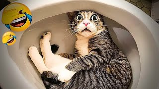 Try Not To Laugh Dogs And Cats  Best Funny Animals 2024 # 18