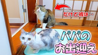 パパのお風呂の出迎えに来てくれる猫と別の目的でやって来る猫