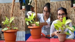 PHILODENDRON MOONLIGHT POTTING AND MOUNTING ON COIR STICK AND CARE( BANGLA)
