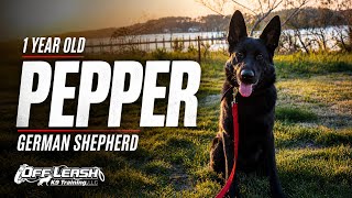 1yo German Shepherd (Pepper) | Best Delaware Dog Trainers | Off Leash K9 Training Delaware