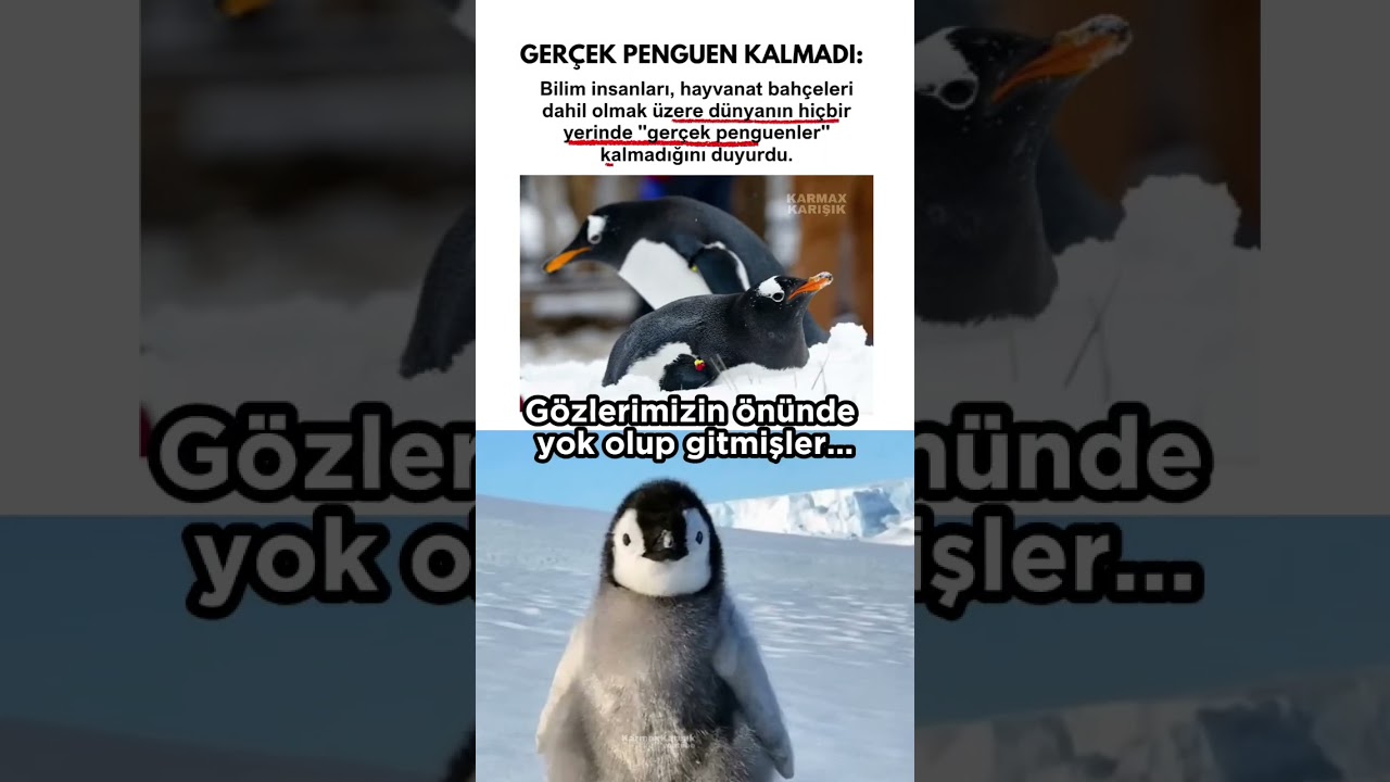 Yok olup gittiler 🥹🐧