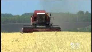 EU warns members of genetically modified wheat from U.S.