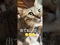 くつろぎ過ぎで、出てこない…😵‍💫😵‍💫😵‍💫 男の子🐈‍⬛女の子🐈生後11ヶ月 #保護猫 #里親 #猫のいる暮らし #今日のにゃんこ