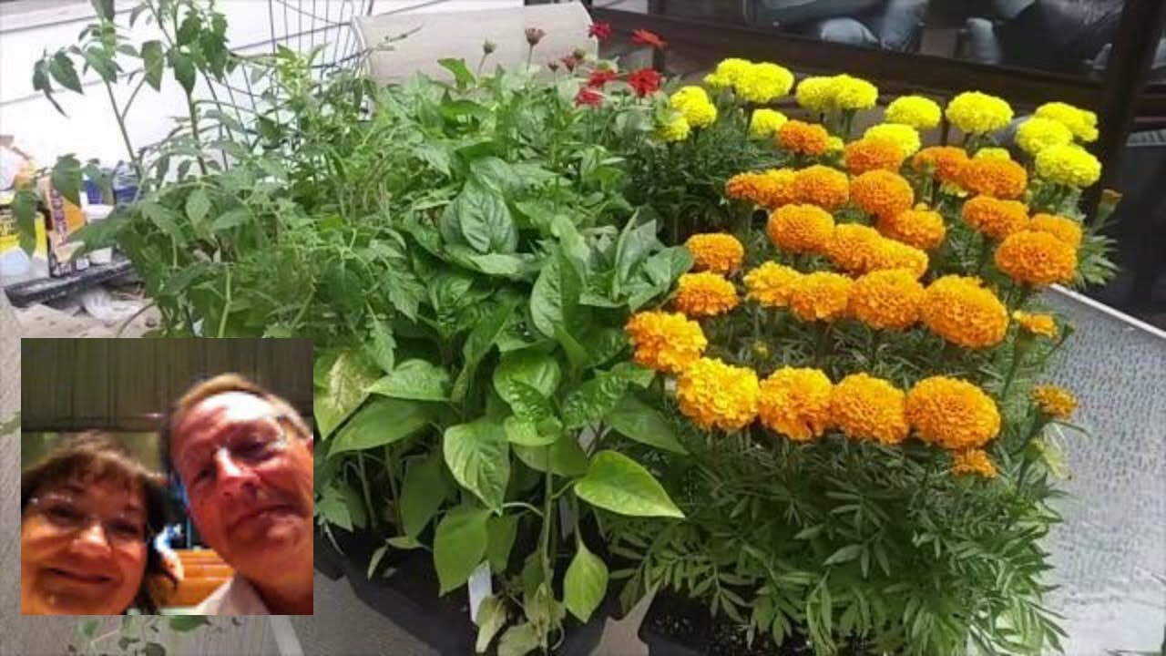 Lawn Care And How To Plant A Vegetable Garden - YouTube