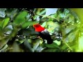 Miniature de la vidéo de la chanson My Sweet Lord
