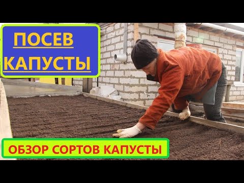 Пора сеять капусту! Выращивание капусты Разных Сроков созревания. Обзор сортов. Мой ВЫБОР Капусты.