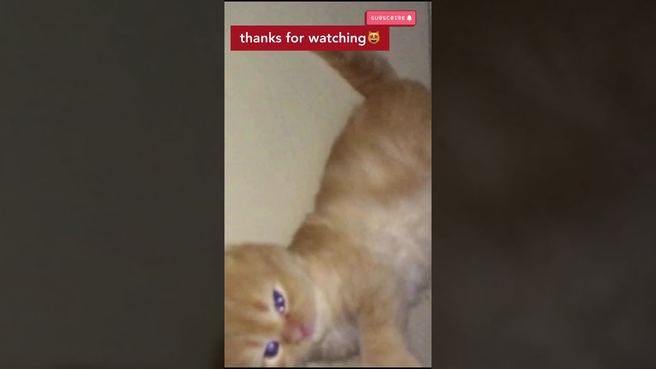 Kitten rolling for the first time😍| 1 month old kitten| funny kitten 🐱