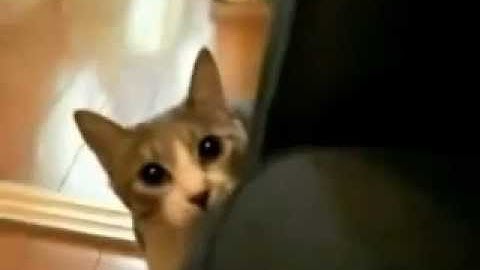 EXCELLENT, TROP DROLE, CHAT jouant a cache cache!! CAt funny