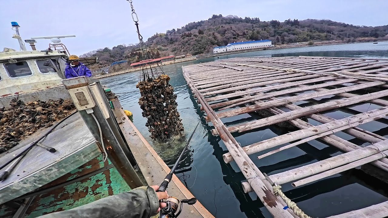 How to catch red sea bream almost reliably - YouTube