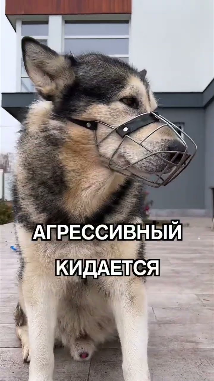 самая злая собачка в мире