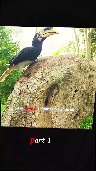 #nature #animals #wlidlife #fyp