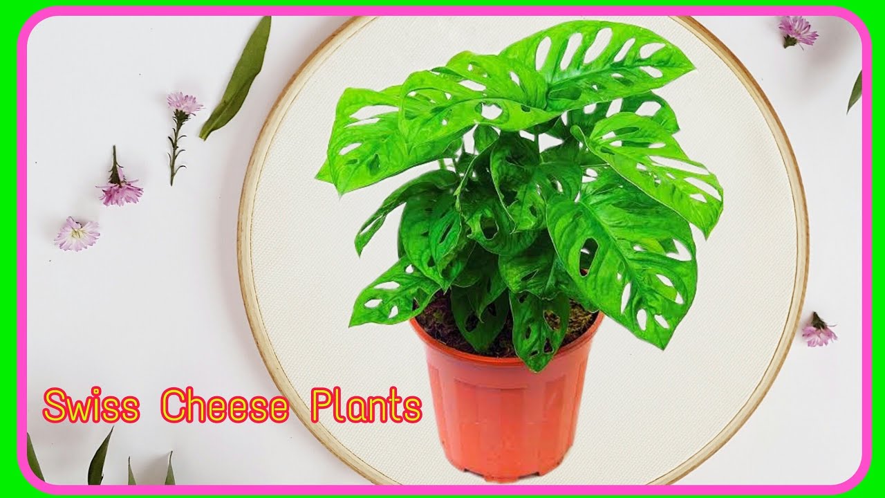 Monstera Plants / Rear Plants / Expensive Plants YouTube