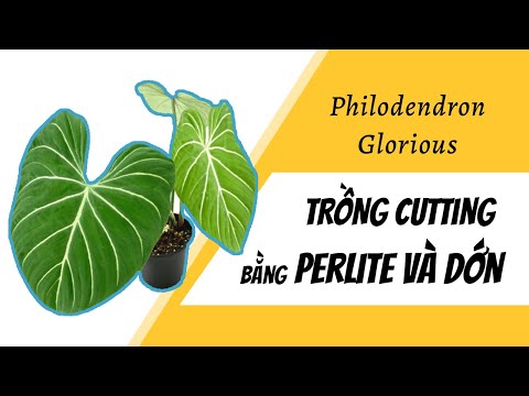 Video: Trồng Hoa Philodendron