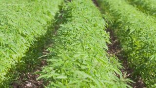 Bill to decriminalize marijuana in Virginia making strides in General Assembly