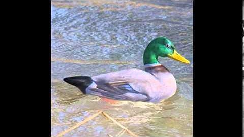 Duck 3D Model | Animals 3D Models | max, 3ds, c4d, obj, lwo