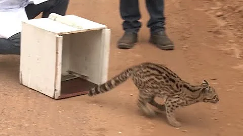 Qual o tipo de gato-do-mato?