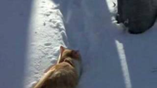 sm2431201 - 雪中行軍.flv