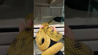 Pairing up my 7ft long male Scrub python to a beautiful Barneck female.