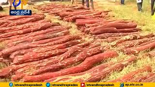 Red Sandalwood Low Price  in State