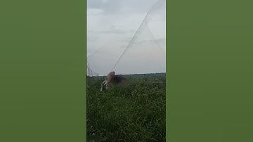 pasang jaring burung tekukur!!seru juga