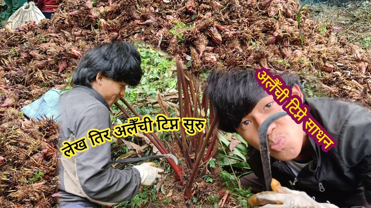  लेख तिर अलैँची टिप्न सुरु 