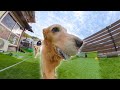 カメラをくわえて走る愛犬の顔が面白過ぎるww【Insta360 X5】