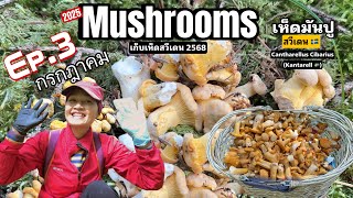 Ep.3 ( ก.ค. 2025)  ไซต์นี้อร่อยสุด ‼️  เก็บเห็ดมันปู Cantharellus Cibarius (Kantarell 🇸🇪) มาแล้วๆ