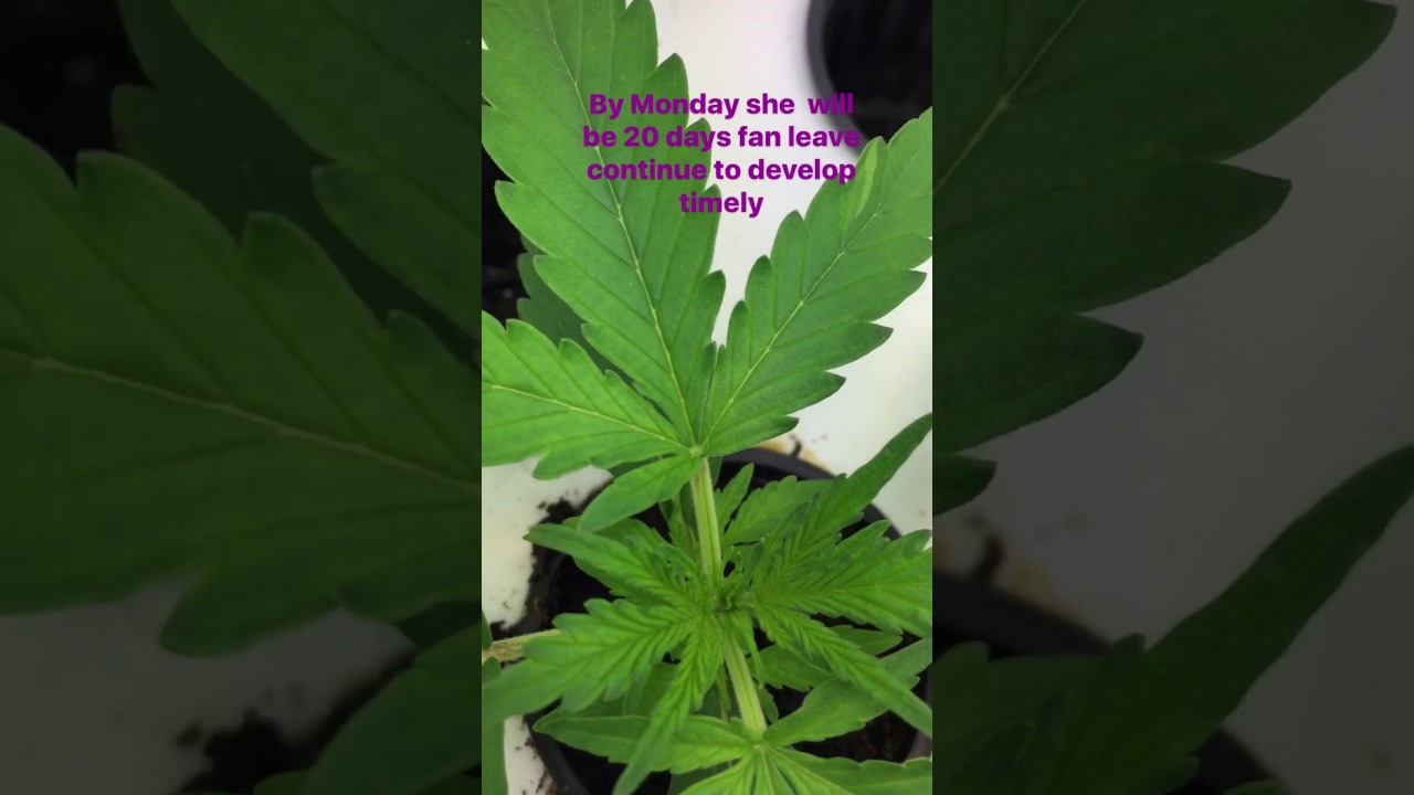 Auto purp feminized grow Pt 12