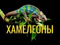 ХАМЕЛЕОНЫ /  CHAMELEONS