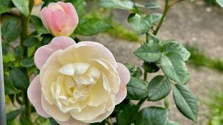 🌹 Sir David Beckham Rose by David Austin - New Release 2026 Review