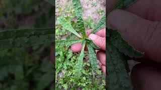 Yenilebilir Yabani Otlar