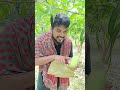 অসাধারণ আম নাক ফজলি 🥭