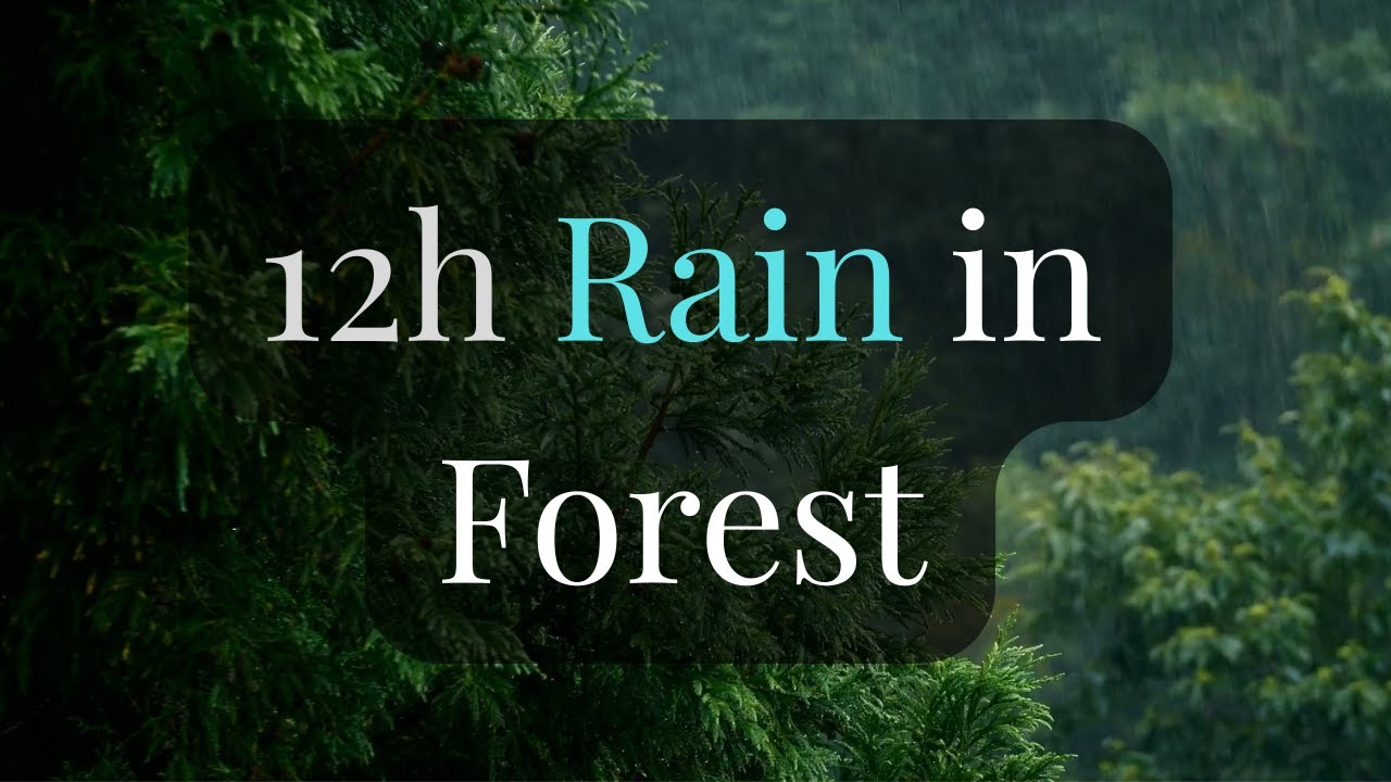 Heavy Rain in the Forest with Thunder – 12 Hours of Nature Sounds for ...