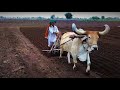 THE FARMER OF GUJARAT, BADHADA |  ગુજરાતનો ખેડૂત, બાઢડા